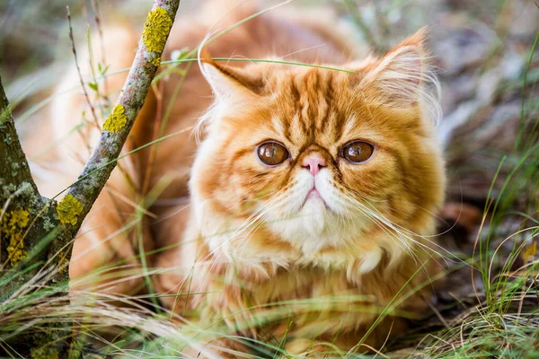 Gracioso gato persa rojo está caminando en la hierba del bosque — Foto de Stock