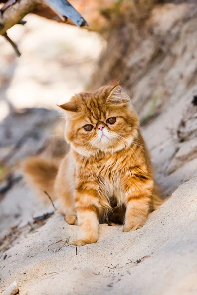 Kızıl İran kedisi sahilde yürüyor — Stok fotoğraf