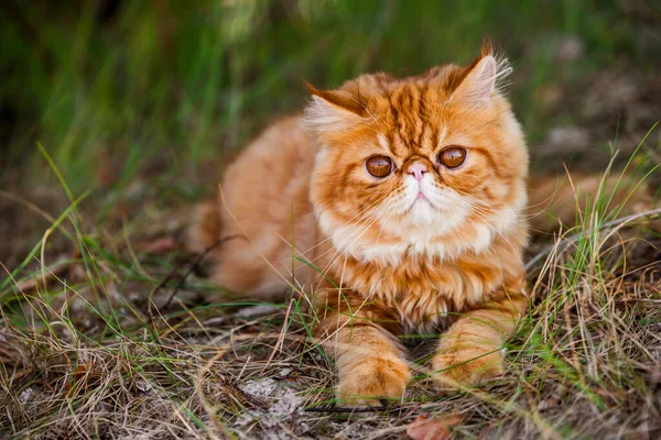 Gato persa vermelho engraçado está andando na grama da floresta — Fotografia de Stock