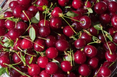 Yapraklı taze kırmızı kiraz.