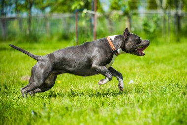 Mavi saçlı Amerikan Staffordshire Terrier köpeği hareket ediyor.