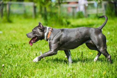 Mavi saçlı Amerikan Staffordshire Terrier köpeği hareket ediyor.