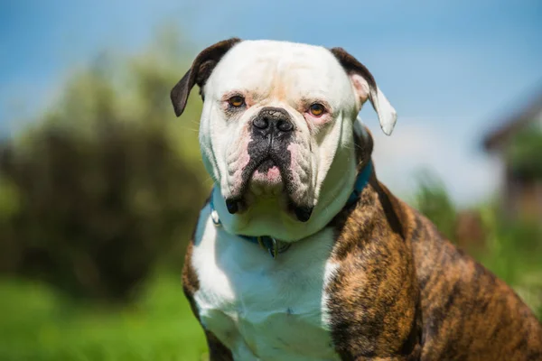 Tiger cappotto americano Bulldog cane ritratto al di fuori — Foto Stock