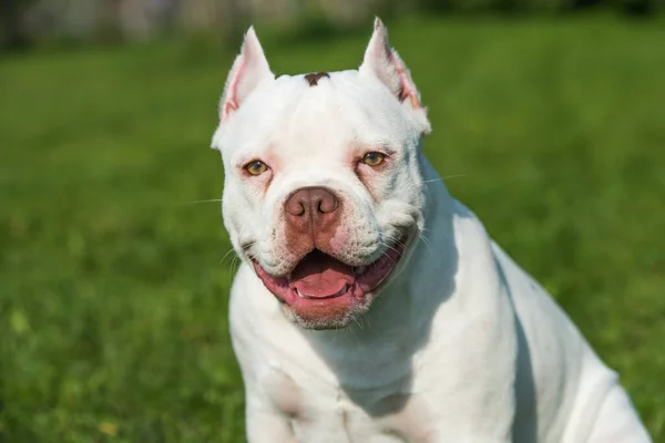 アメリカのいじめ子犬犬座って緑の芝生の上で笑顔 — ストック写真