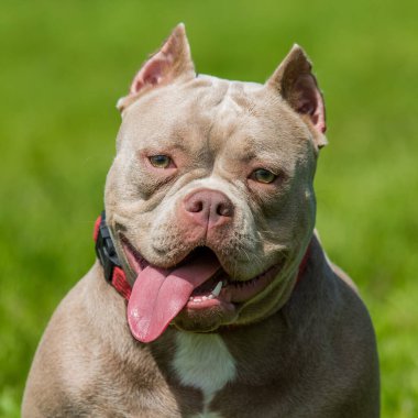 Amerikan kabadayı köpek yavrusu yeşil çimlerde oturuyor.