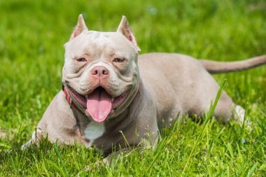 Leylak rengi Amerikan zorba köpeği yeşil çimlerde yatıyor.