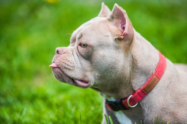 Yeşil çimlerin üzerinde Amerikan zorba köpeğinin leylak rengi portresi