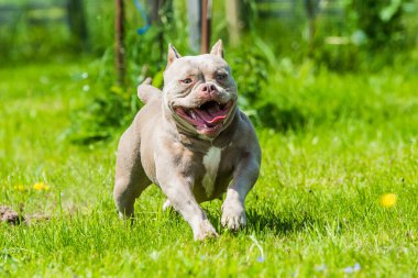 Leylak rengi Amerikan Kabadayı köpeği yeşil çimlerde yürüyor