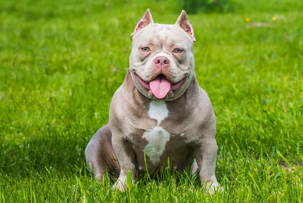 Cachorro Americano Bolso Bully Cão Sentado Grama Verde Cão Tamanho — Fotografia de Stock