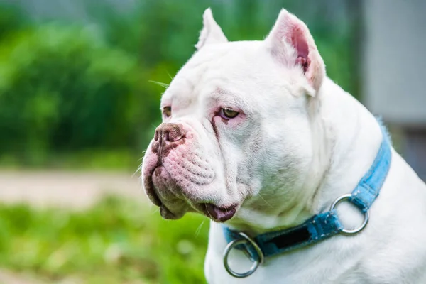 Amerikai Bully kutya férfi közelkép portré kívül — Stock Fotó