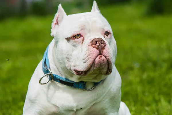 American Bully σκυλί αρσενικό closeup πορτρέτο έξω — Φωτογραφία Αρχείου