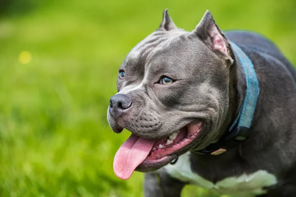 Niebieskie włosy American Bully pies kobieta zbliżenie portret na zewnątrz — Zdjęcie stockowe