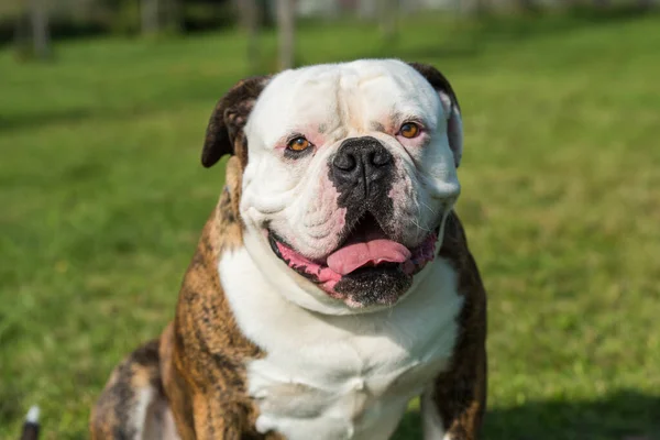 Brindle Παλτό American Bulldog Πορτρέτο Στην Αυλή — Φωτογραφία Αρχείου