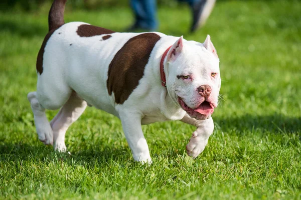 Blanco American Bully Cachorro Perro Movimiento Naturaleza Hierba Verde Perro —  Fotos de Stock