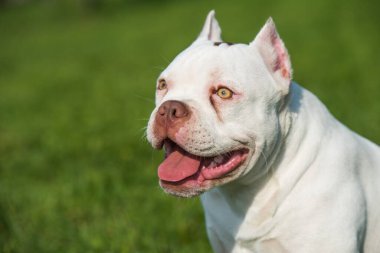 Amerikan kabadayı köpeği yeşil çimlere yakın bir cep beyazı. Orta boy, kaslı gövdeli, tıkalı kafalı ve ağır kemik yapısı olan bir köpek..