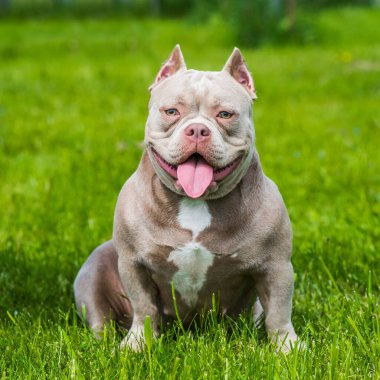 Bir cep leylağı rengi Amerikan zorba köpek yavrusu yeşil çimlerde oturuyor. Orta boy, kaslı gövdeli, tıkalı kafalı ve ağır kemik yapısı olan bir köpek..