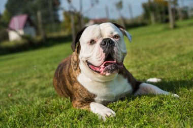 Bahçede Amerikan Bulldog portresi