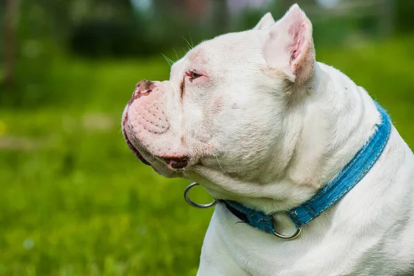 緑の芝生の上にポケットホワイトの色の男性アメリカのいじめ犬のプロフィールの肖像画 小型かさばる筋肉体 ブロック状の頭と重い骨構造を持つ中型犬 — ストック写真