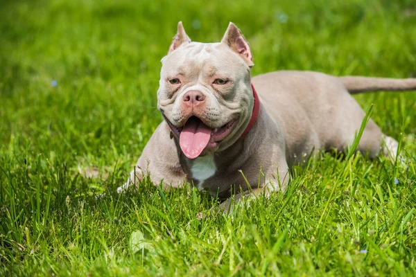 Μια Τσέπη Lilac Χρώμα American Bully Σκυλί Βρίσκεται Στο Πράσινο — Φωτογραφία Αρχείου