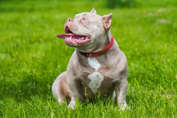 Perro Bolsillo Color Lila American Bully Cachorro Sentado Hierba Verde —  Fotos de Stock