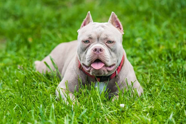 Een Zak Lilac Kleur American Bully Puppy Hond Liggend Groen — Stockfoto