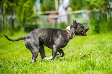 Dişi mavi brindle American Staffordshire Terrier köpeği veya Amstaff doğaya doğru ilerliyor