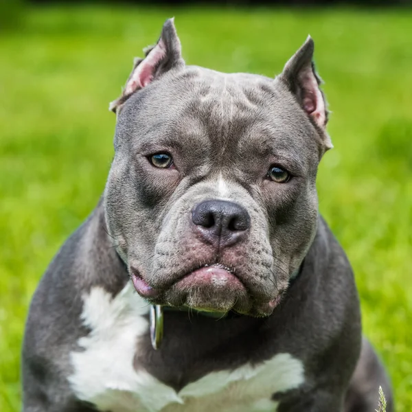Blue hair American Bully dog female closeup portrait outside on green grass. Medium sized dog with a compact bulky muscular body, blocky head and heavy bone structure.