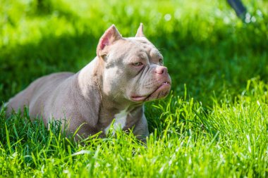 Leylak rengi Amerikan Bully köpeği manzarası. Orta boy, kaslı gövdeli, tıkalı kafalı ve ağır kemik yapısı olan bir köpek..