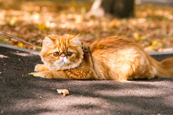有趣的年轻可爱的红波斯猫 长着大大的橙色的圆眼睛和长长的胡子 带着皮带 走在路上 落着干枯的树叶 — 图库照片