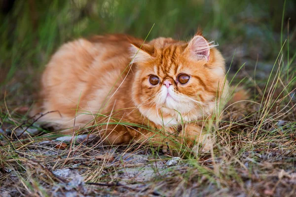 Divertido Joven Lindo Rojo Persa Gato Con Grande Naranja Ronda — Foto de Stock