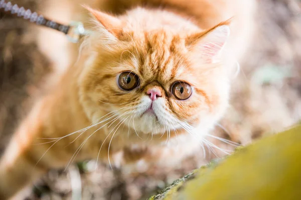 年轻可爱的红波斯猫形象 长着大橙色的圆眼睛和长长的胡子 — 图库照片