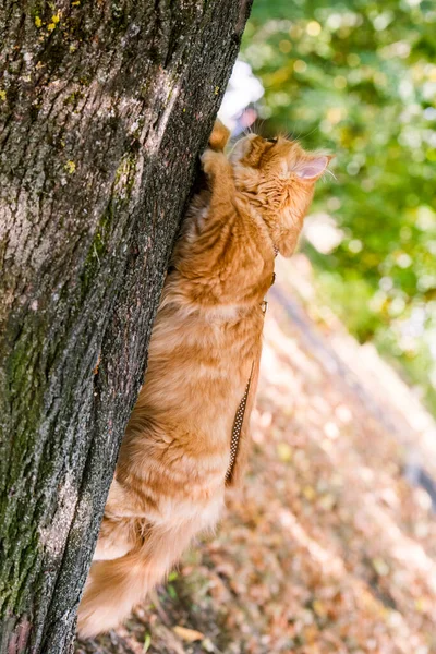 Забавный Красный Персидский Кот Лазает Сидит Дереве — стоковое фото