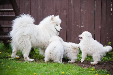 Yavruları olan dişi Samoyed köpeği yeşil çimlerin üzerinde yürüyor.