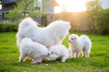 Güzel bir aile kızı. Samoyed köpeği. Yavru köpekler yeşil çimlerin üzerinde yürüyor.