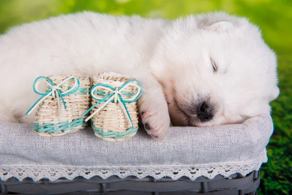 Wit Pluizig Klein Samoyed Puppy Hond Twee Weken Oud Mand — Stockfoto