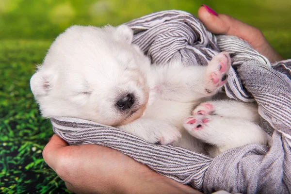 Branco Fofo Pequeno Cachorrinho Samoyed Cão Duas Semanas Idade Está — Fotografia de Stock
