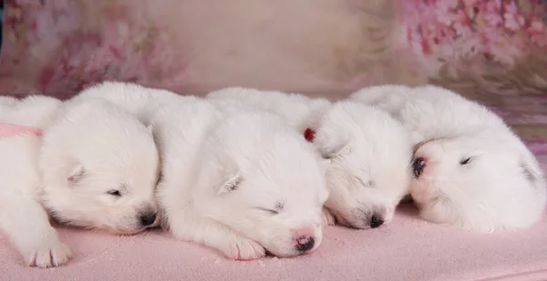 Cztery Małe Dwa Tygodnie Życia Słodkie Białe Szczenięta Samoyed Różowym — Zdjęcie stockowe