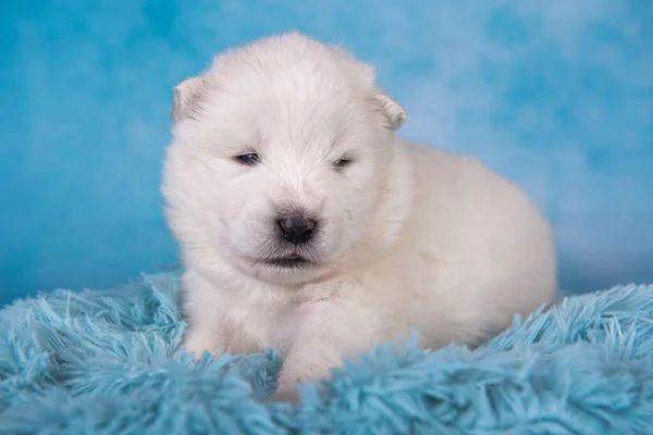 白いふわふわ小さなサモイドの子犬犬は青い背景に座っています — ストック写真