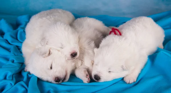 Small One Month Old Cute White Samoyed Puppies Dogs Sleeping — Stock Photo, Image