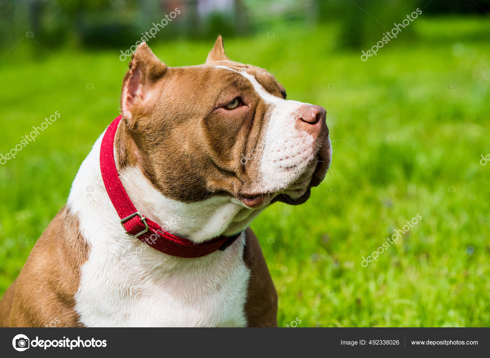 Brown American Bully Puppy