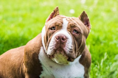 Çikolata rengi Amerikan Bully köpeği yeşil çimlerin üzerinde. Orta boy, kaslı gövdeli, tıkalı kafalı ve ağır kemik yapısı olan bir köpek..