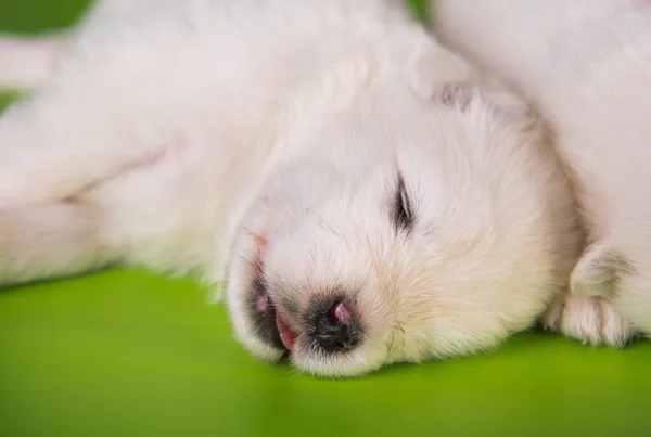Wit Pluizig Klein Samoyed Puppy Hond Groene Achtergrond — Stockfoto