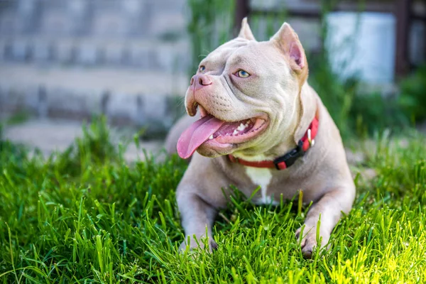 Color Lila American Bully Cachorro Perro Acostado Sobre Hierba Verde —  Fotos de Stock