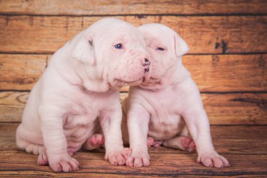 İki komik Amerikan Bulldog köpek yavrusu tahta kahverengi arka planda