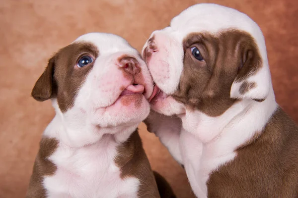 Twee Grappige Chocolade Bruine Kleur American Bullies Puppies Honden Zijn — Stockfoto