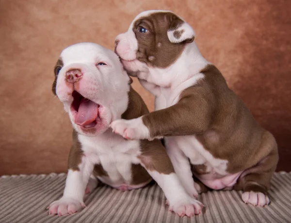 Dos Perros Divertidos Cachorros American Bullies Color Marrón Chocolate Besan — Foto de Stock