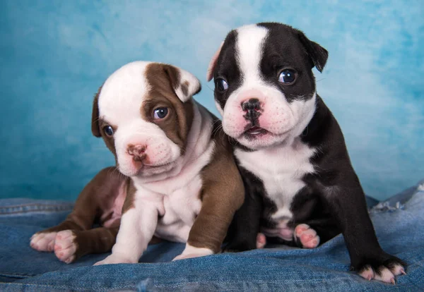 Two funny American Bullies puppies chocolate brown and black color on blue jeans background