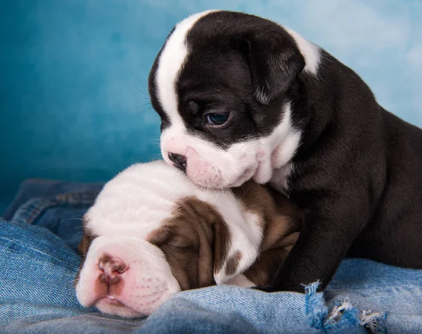 Two funny American Bullies puppies chocolate brown and black color on blue jeans background