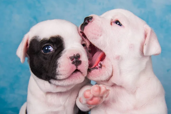 Twee Grappige Amerikaanse Pestkoppen Puppies Chocolade Witte Kleur Jas Blauwe — Stockfoto