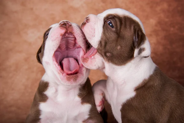 Twee Grappige Chocolade Bruine Kleur American Bullies Puppies Honden Zijn — Stockfoto